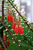 AGAPETES SERPENS