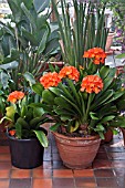 CLIVIA MINIATA