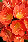 CLIVIA MINIATA