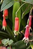 FUCHSIA SPLENDENS