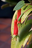 FUCHSIA SPLENDENS