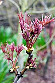 PAEONIA,  TREE PEONY BUDS