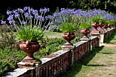 AGAPANTHUS IN PULHAM POTS, SANDRINGHAM