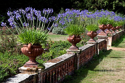 AGAPANTHUS_IN_PULHAM_POTS_SANDRINGHAM