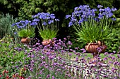 AGAPANTHUS IN PULHAM POTS, SANDRINGHAM