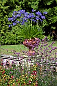 AGAPANTHUS IN PULHAM POTS, SANDRINGHAM