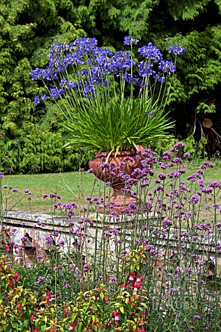 AGAPANTHUS_IN_PULHAM_POTS_SANDRINGHAM