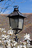 MAGNOLIA STELLATA