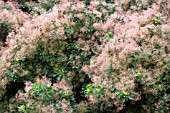 COTINUS COGGYGRIA,