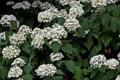 HYDRANGEA LANARTH WHITE