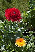 PAPAVER FIREBALL