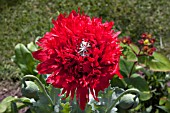 PAPAVER FIREBALL