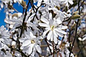 MAGNOLIA STELLATA