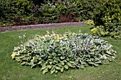 HOSTA BED