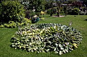 HOSTA BED