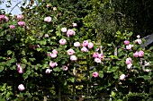 ROSA CONSTANCE SPRY