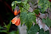 ABUTILON MARION