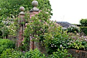 WOLLERTON OLD HALL GARDEN, JUNE