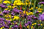 VERBENA BONARIENSIS