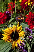 HELIANTHUS, VERBENA BONARIENSIS AND BUTTERFLY