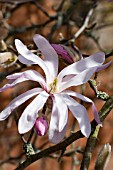 MAGNOLIA X LOEBNERI LEONARD MESSEL