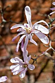 MAGNOLIA X LOEBNERI LEONARD MESSEL