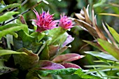 AECHMEA FASCIATA