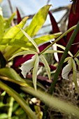 BRASSAVOLA PERINII