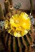 PARODIA WARASII