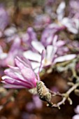 MAGNOLIA X LOEBNERI LEONARD MESSEL BUD