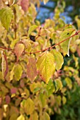 CORNUS SANGUINEA WINTER BEAUTY