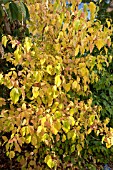 CORNUS SANGUINEA WINTER BEAUTY