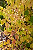 CORNUS SANGUINEA WINTER BEAUTY