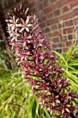 EUCOMIS COMOSA SPARKLING BURGUNDY