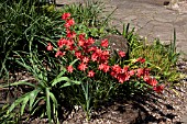 SCHIZOSTYLIS COCCINEA