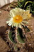 ASTROPHYTUM ORNATUM