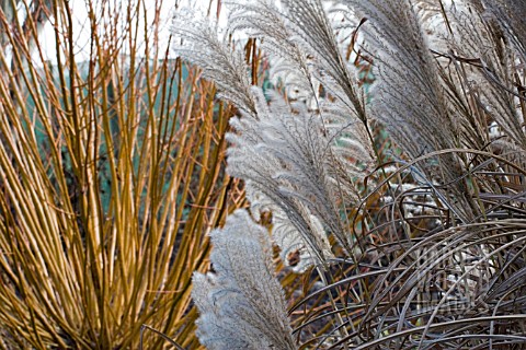 MISCANTHUS_SINENSIS_GROSSE_FONTANE_MIXED_BORDER_AT_HYDE_HALL