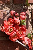 CHAENOMELES X SUPERBA,  FLOWERING QUINCE