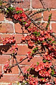 CHAENOMELES X SUPERBA,  FLOWERING QUINCE