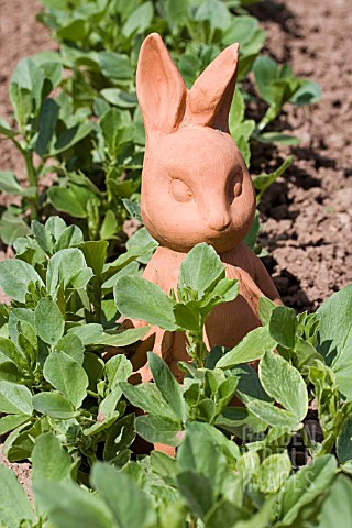 PETER_RABBIT_IN_VEGETABLE_PATCH