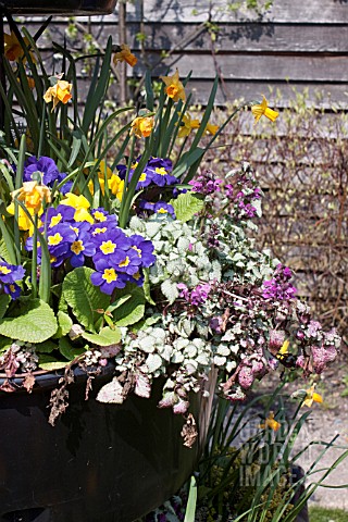 SPRING_CONTAINER
