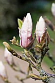 MAGNOLIA BUDS OPENING