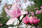 MAGNOLIA x SOULANGEANA