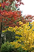 ACER CONSPICUUM PHOENIX AND QUERCUS ROBUR