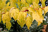 ACER CONSPICUUM PHOENIX