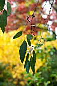 EUCALYPTUS GUNII, CIDER GUM