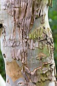 EUCALYPTUS GUNII, CIDER GUM