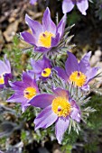 PULSATILLA VULGARIS