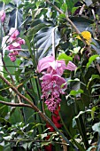 MEDINILLA MAGNIFICA