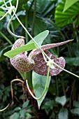 ARISTOLOCHIA BRASILIENSIS